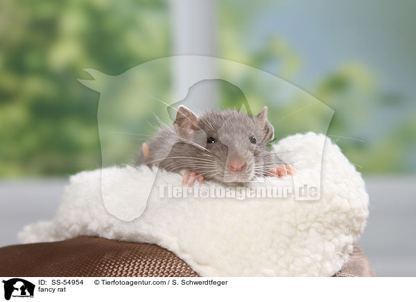 Farbratte / fancy rat / SS-54954