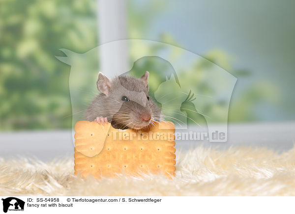 Farbratte mit Keks / fancy rat with biscuit / SS-54958