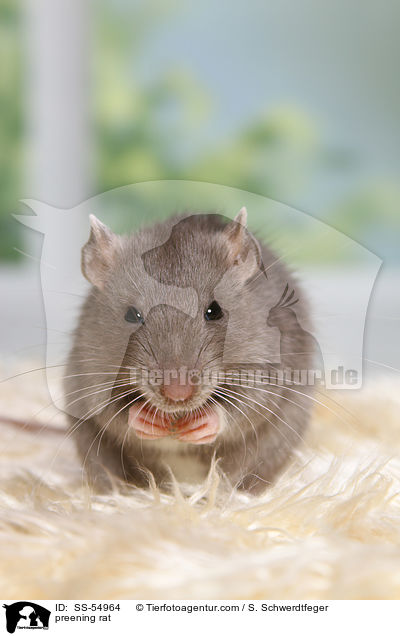 Ratte putzt sich / preening rat / SS-54964
