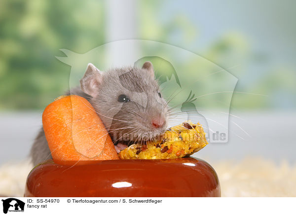 Farbratte / fancy rat / SS-54970