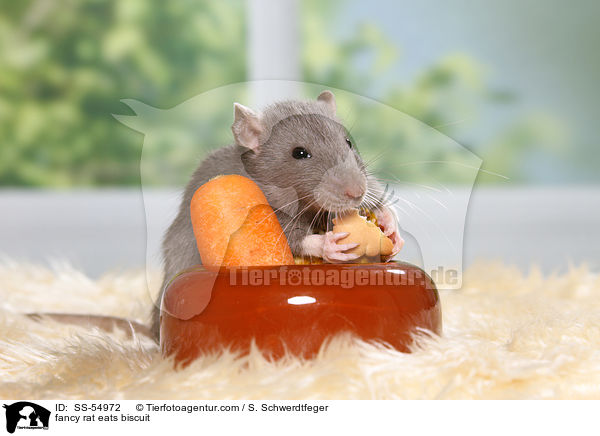 Farbratte frisst Keks / fancy rat eats biscuit / SS-54972