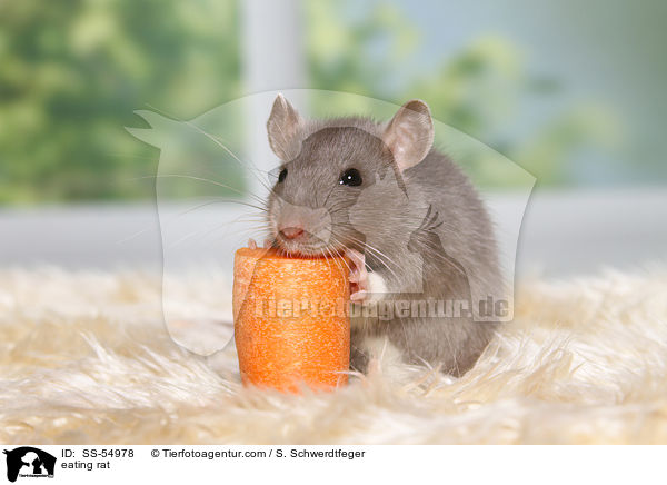 fressende Ratte / eating rat / SS-54978