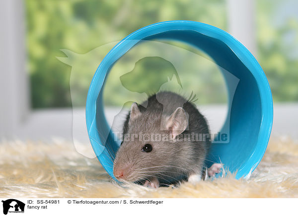 Farbratte / fancy rat / SS-54981
