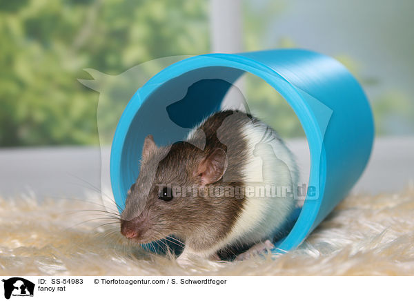 Farbratte / fancy rat / SS-54983