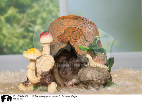 fancy rat / SS-54989