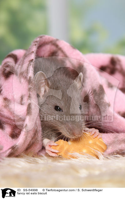 Farbratte frisst Keks / fancy rat eats biscuit / SS-54998