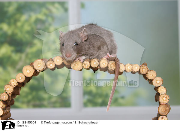 fancy rat / SS-55004