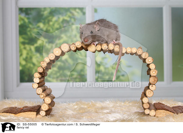 Farbratte / fancy rat / SS-55005