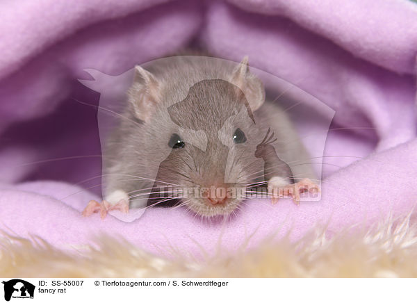 fancy rat / SS-55007