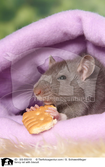 Farbratte mit Keks / fancy rat with biscuit / SS-55010