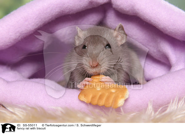 fancy rat with biscuit / SS-55011