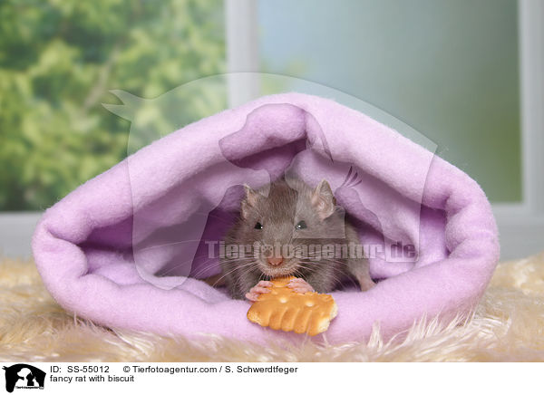 fancy rat with biscuit / SS-55012