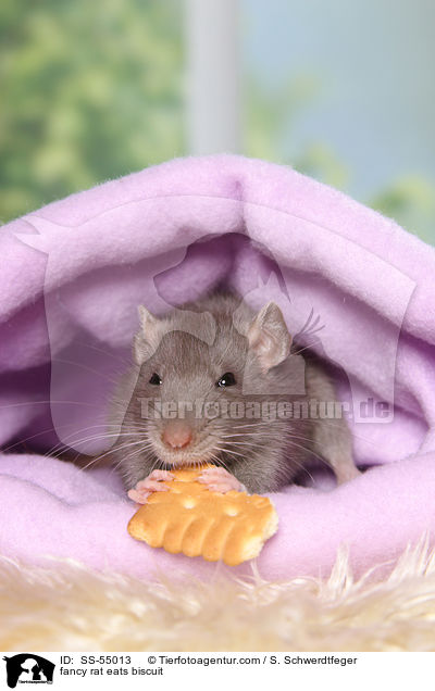 fancy rat eats biscuit / SS-55013