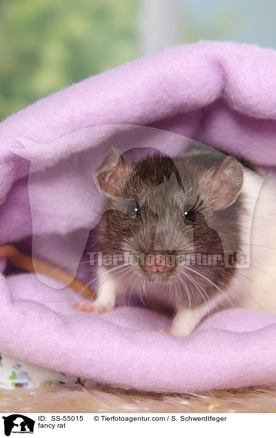 fancy rat / SS-55015