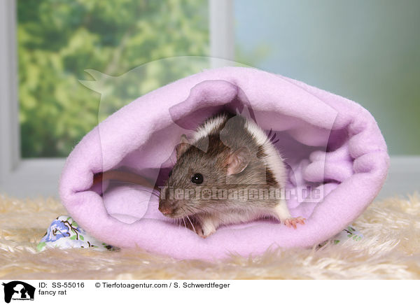 fancy rat / SS-55016