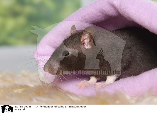 Farbratte / fancy rat / SS-55018