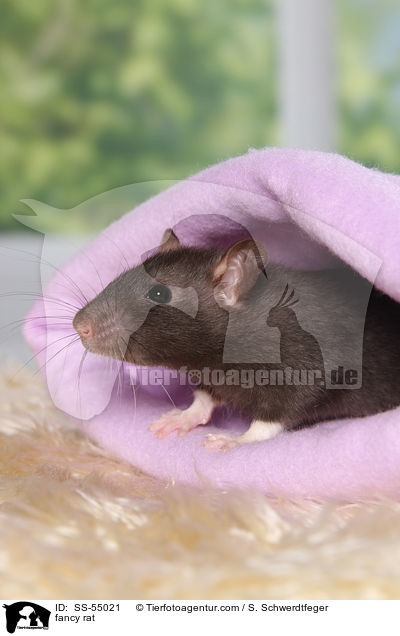 Farbratte / fancy rat / SS-55021