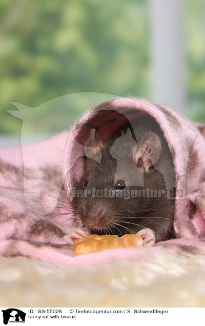 Farbratte mit Keks / fancy rat with biscuit / SS-55028