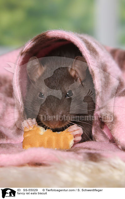 Farbratte frisst Keks / fancy rat eats biscuit / SS-55029
