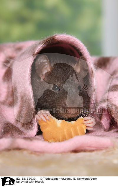 Farbratte mit Keks / fancy rat with biscuit / SS-55030