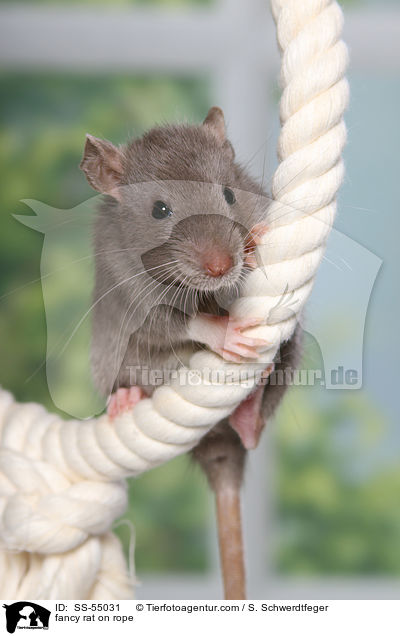 Farbratte auf Seil / fancy rat on rope / SS-55031