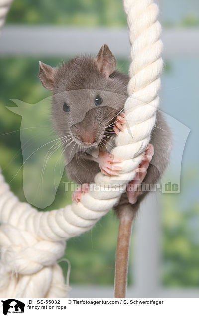 Farbratte auf Seil / fancy rat on rope / SS-55032