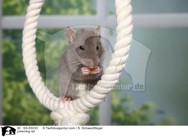 Ratte putzt sich / preening rat / SS-55033