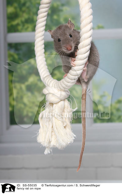 Farbratte auf Seil / fancy rat on rope / SS-55035