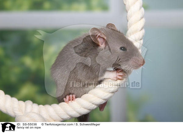 Farbratte auf Seil / fancy rat on rope / SS-55036