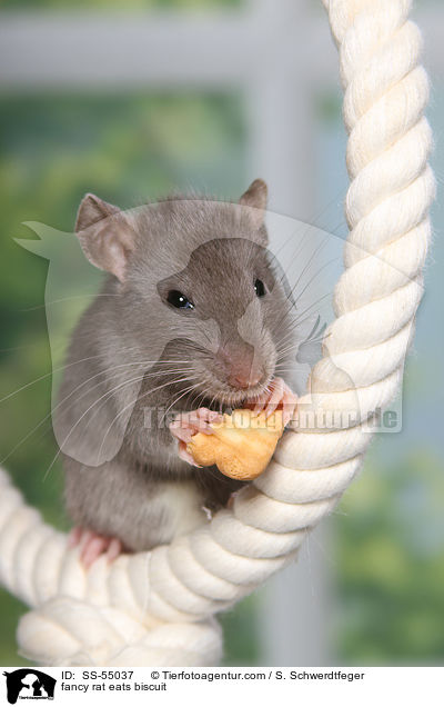 Farbratte frisst Keks / fancy rat eats biscuit / SS-55037