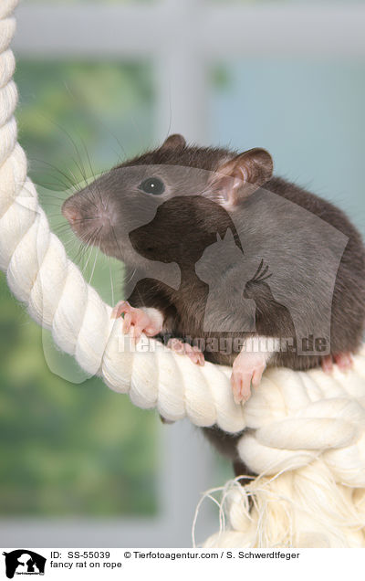 Farbratte auf Seil / fancy rat on rope / SS-55039