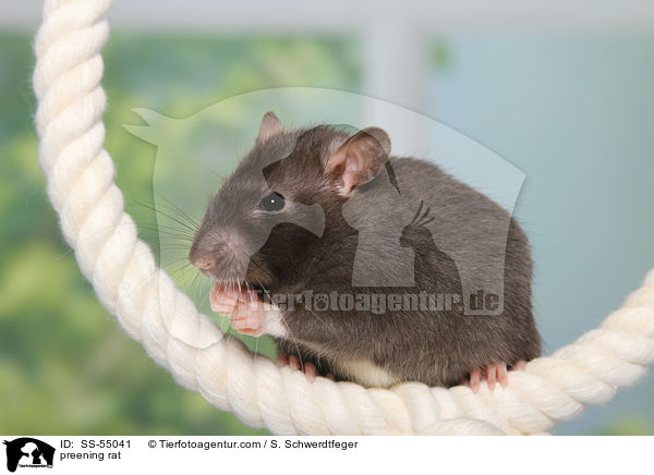 Ratte putzt sich / preening rat / SS-55041