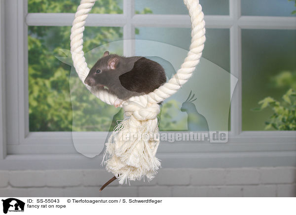 Farbratte auf Seil / fancy rat on rope / SS-55043