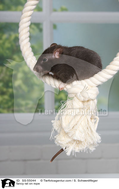 fancy rat on rope / SS-55044