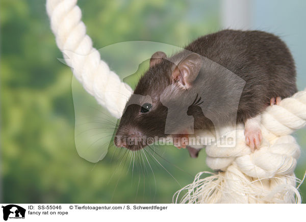 Farbratte auf Seil / fancy rat on rope / SS-55046