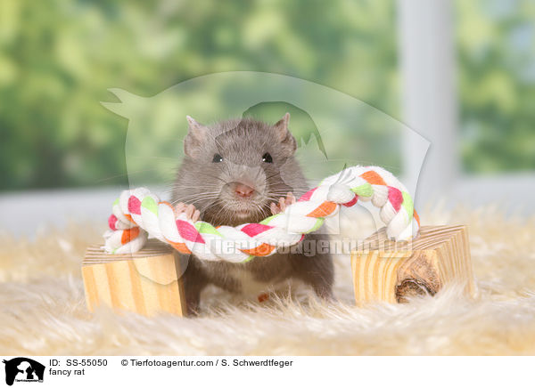 fancy rat / SS-55050