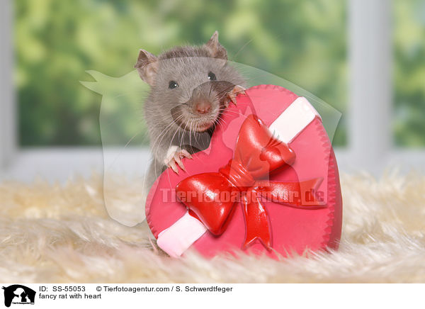 Farbratte mit Herz / fancy rat with heart / SS-55053