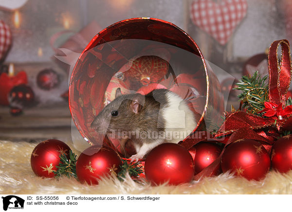 Ratte mit Weihnachtsdeko / rat with christmas deco / SS-55056