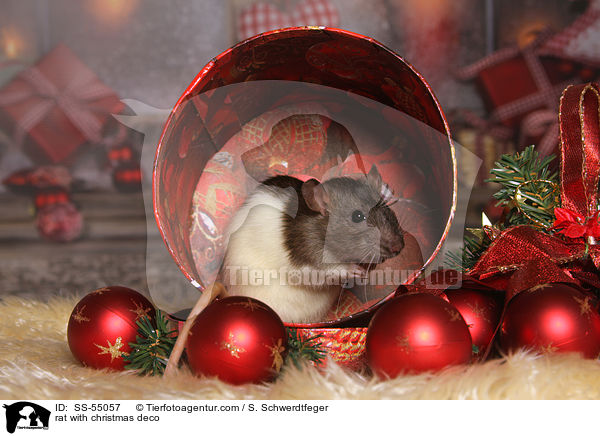 Ratte mit Weihnachtsdeko / rat with christmas deco / SS-55057