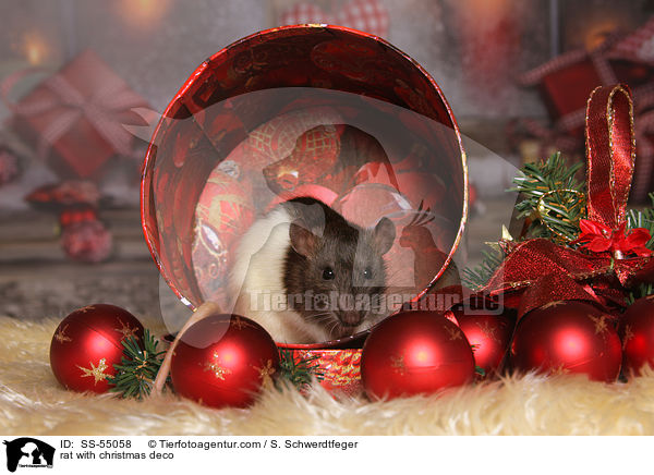 Ratte mit Weihnachtsdeko / rat with christmas deco / SS-55058