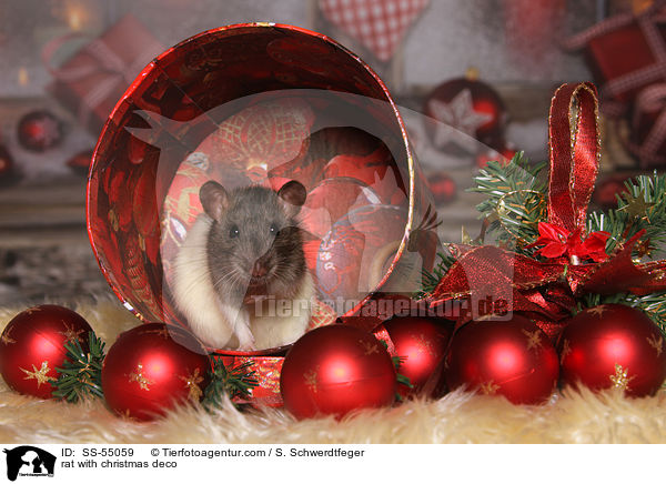 Ratte mit Weihnachtsdeko / rat with christmas deco / SS-55059