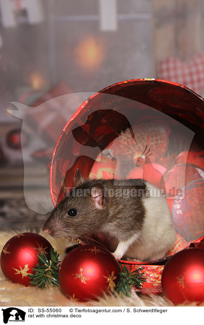 Ratte mit Weihnachtsdeko / rat with christmas deco / SS-55060