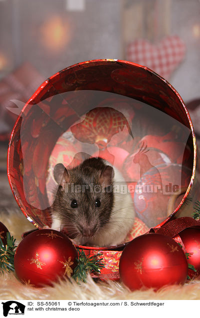 Ratte mit Weihnachtsdeko / rat with christmas deco / SS-55061