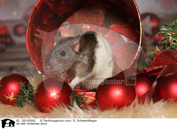 rat with christmas deco / SS-55062