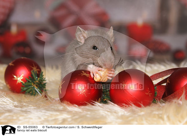 fancy rat eats biscuit / SS-55063