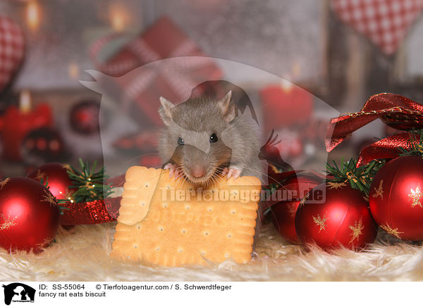 Farbratte frisst Keks / fancy rat eats biscuit / SS-55064