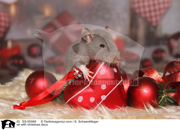 Ratte mit Weihnachtsdeko / rat with christmas deco / SS-55066