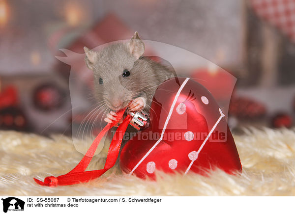 Ratte mit Weihnachtsdeko / rat with christmas deco / SS-55067