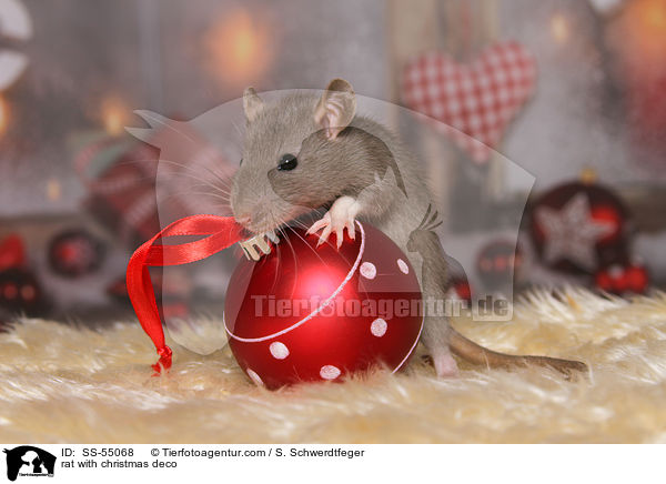 Ratte mit Weihnachtsdeko / rat with christmas deco / SS-55068