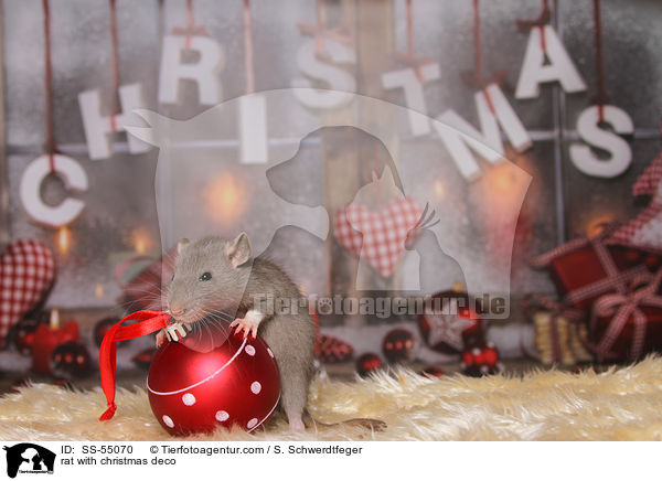 Ratte mit Weihnachtsdeko / rat with christmas deco / SS-55070